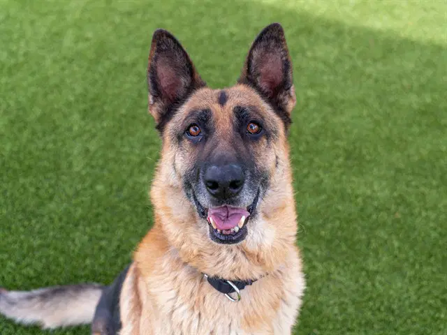 Riley - German Shepherd Dog