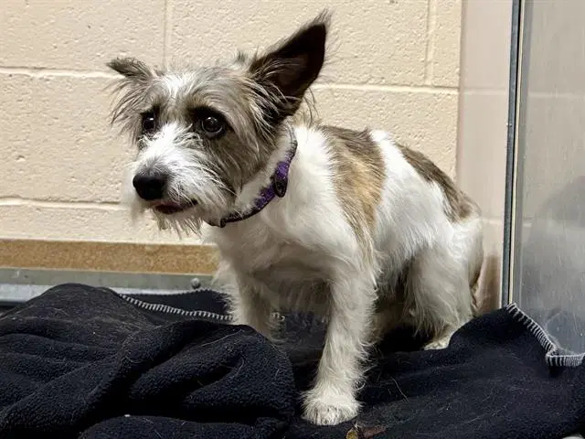 Unknown - Terrier