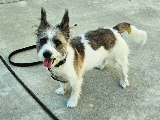Unknown - Terrier