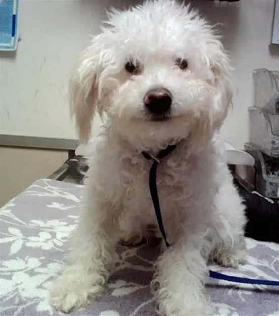 Poppy - Poodle (Miniature)