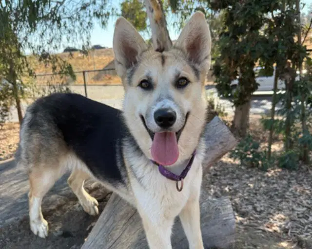 Mary - German Shepherd Dog
