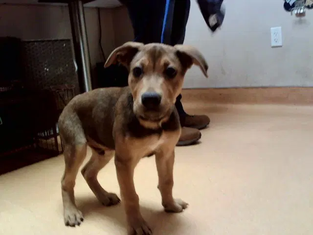 Unknown - German Shepherd Dog