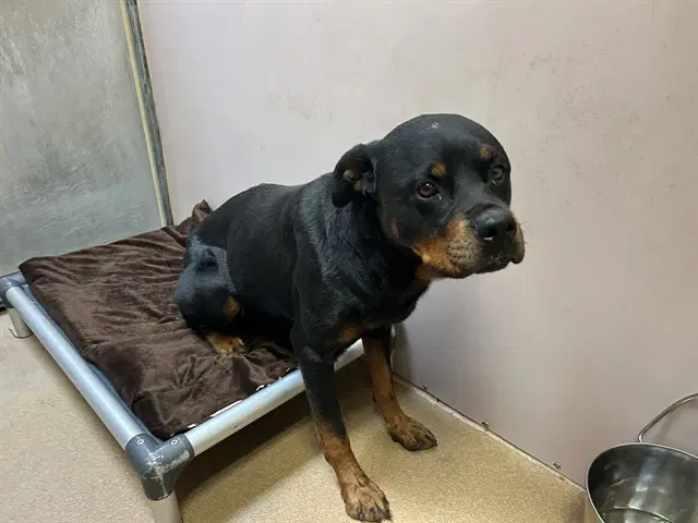 Bella - Rottweiler