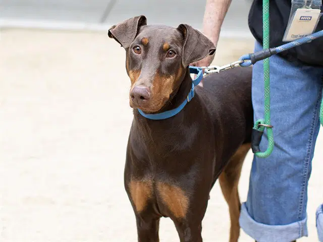 Unknown - Doberman Pinscher