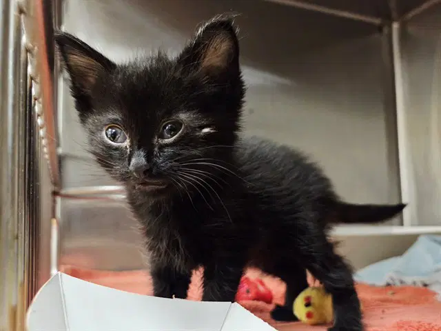 Batman - Domestic Short Hair