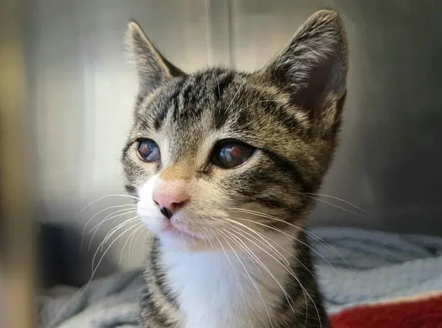 Cyclops - Domestic Short Hair