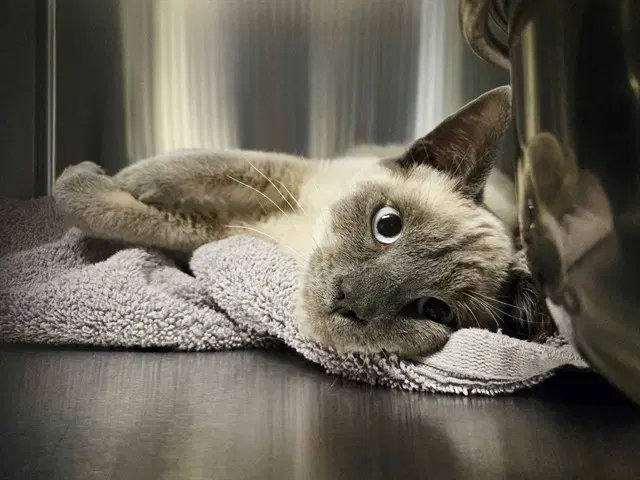 Oliver - Domestic Short Hair