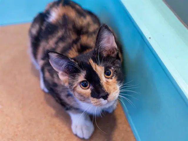 Angela - Domestic Short Hair