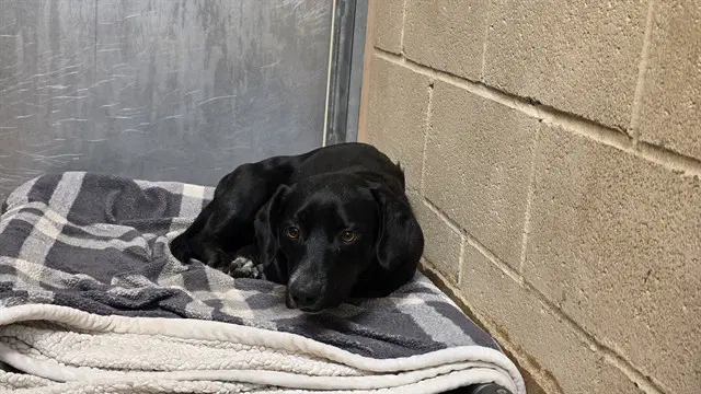 Rocky - Labrador Retriever