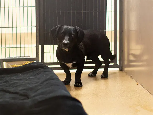 Rocky - Labrador Retriever