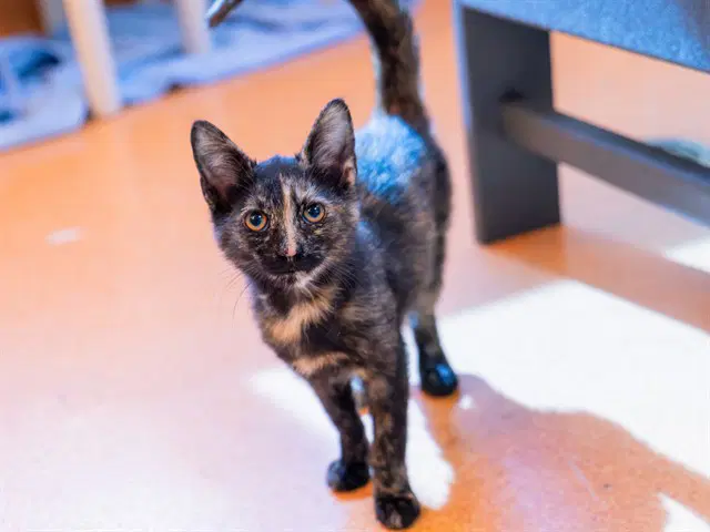 Frisky - Domestic Short Hair