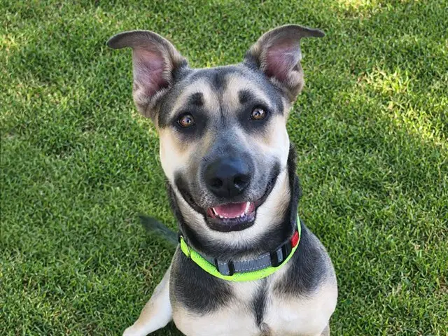 Peter - German Shepherd Dog