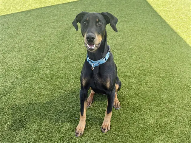 Gustav - Doberman Pinscher