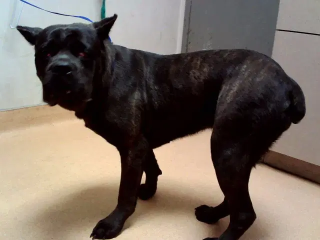 Molly - Cane Corso Mastiff