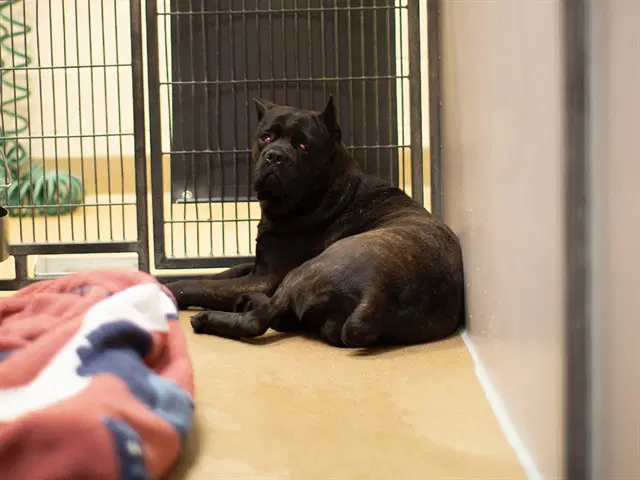 Molly - Cane Corso Mastiff