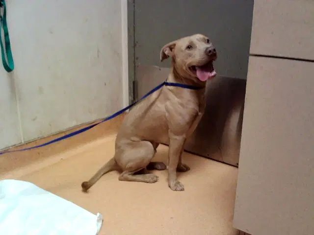 George - Pit Bull Terrier