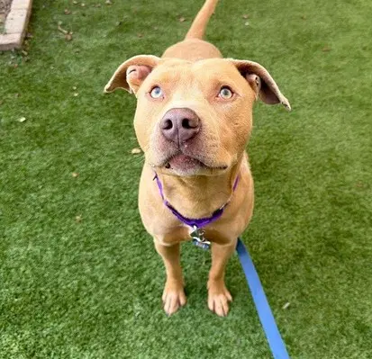 George - Pit Bull Terrier