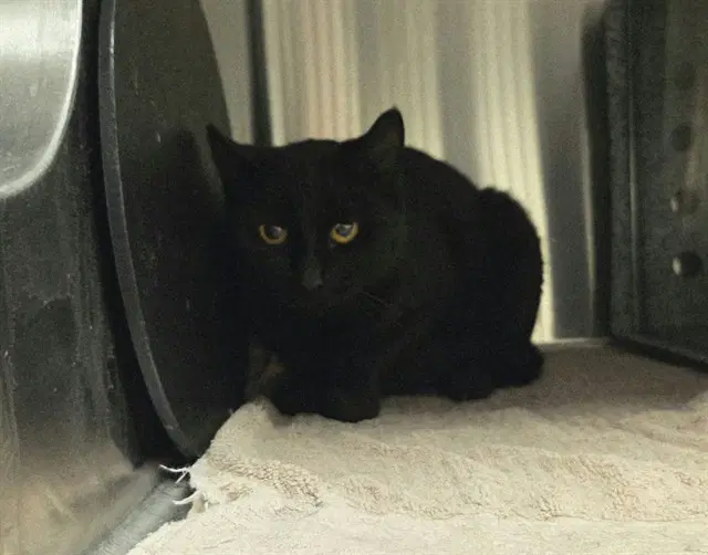 Unknown - Domestic Short Hair