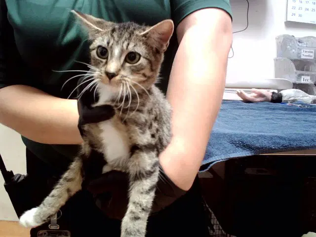 Unknown - Domestic Short Hair