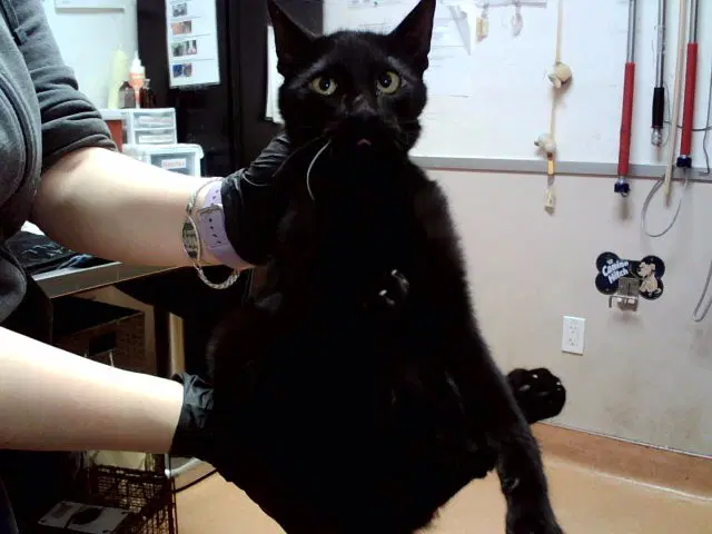 Unknown - Domestic Short Hair