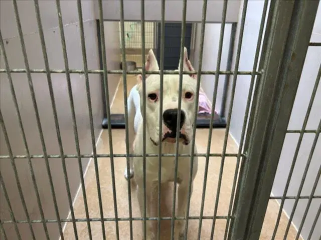 Zeus - Dogo Argentino