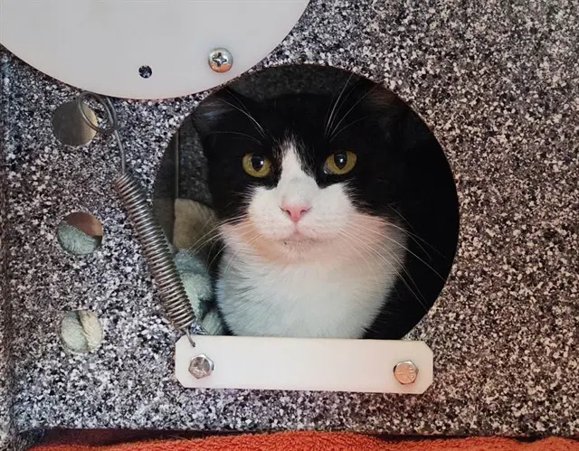 Unknown - Domestic Short Hair