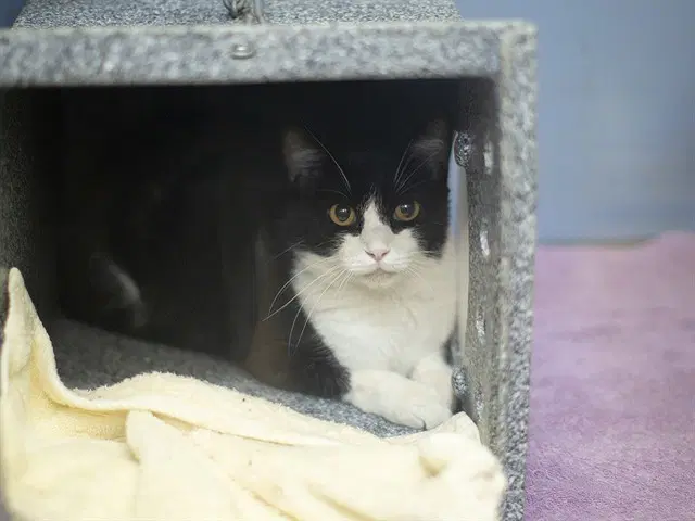 Unknown - Domestic Short Hair