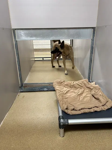Dior - Belgian Shepherd Malinois