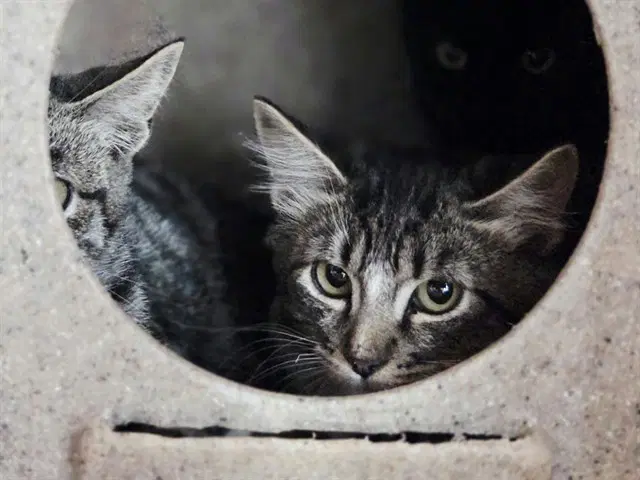 Unknown - Domestic Medium Hair