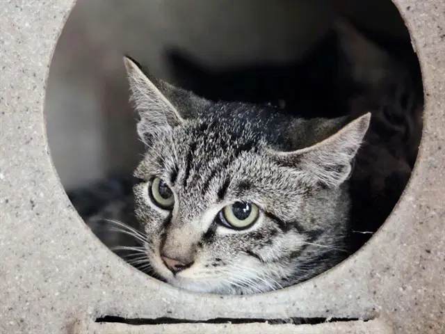 Unknown - Domestic Short Hair