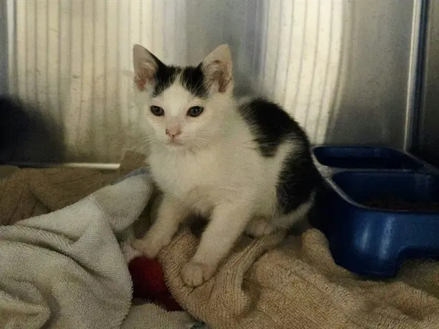 Bones - Domestic Short Hair