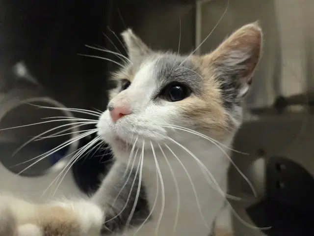 Tatum - Domestic Short Hair