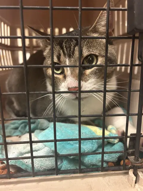 Oliver - Domestic Short Hair