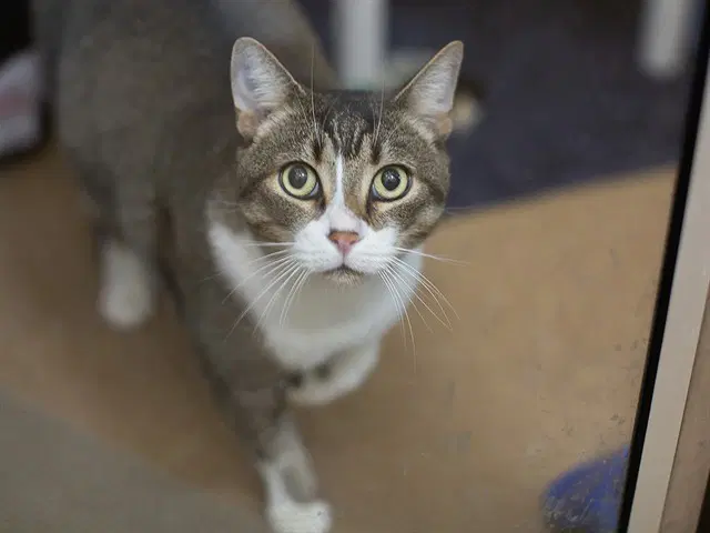 Oliver - Domestic Short Hair