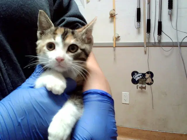 Unknown - Domestic Short Hair