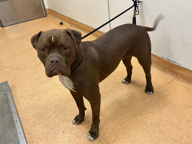 Cash - Pit Bull Terrier
