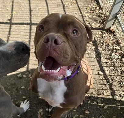 Cash - Pit Bull Terrier