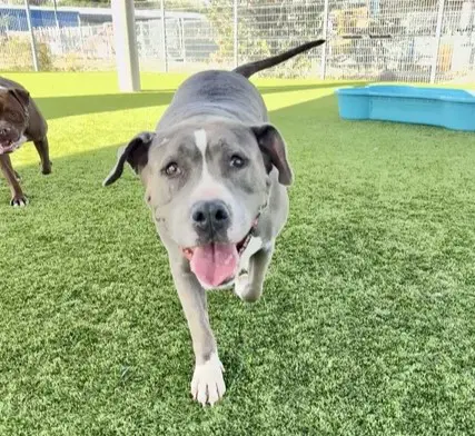 Honey - Pit Bull Terrier
