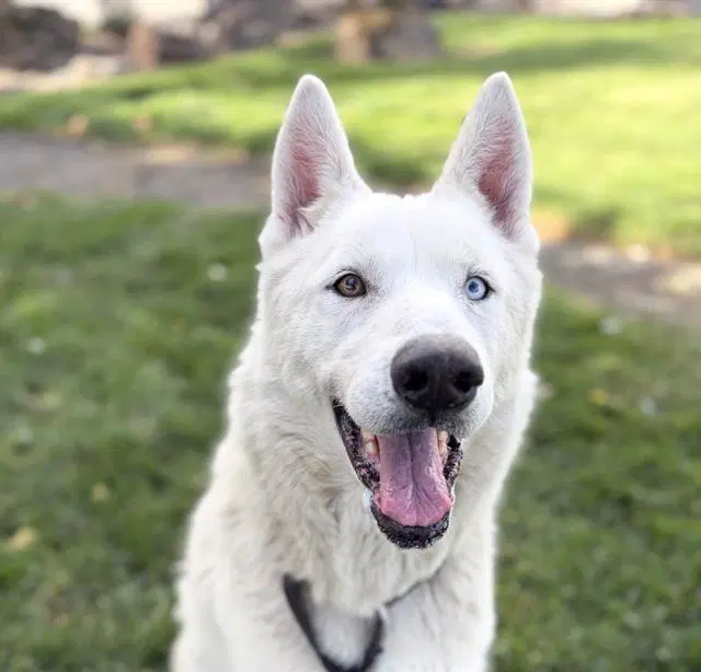 Prince - German Shepherd Dog
