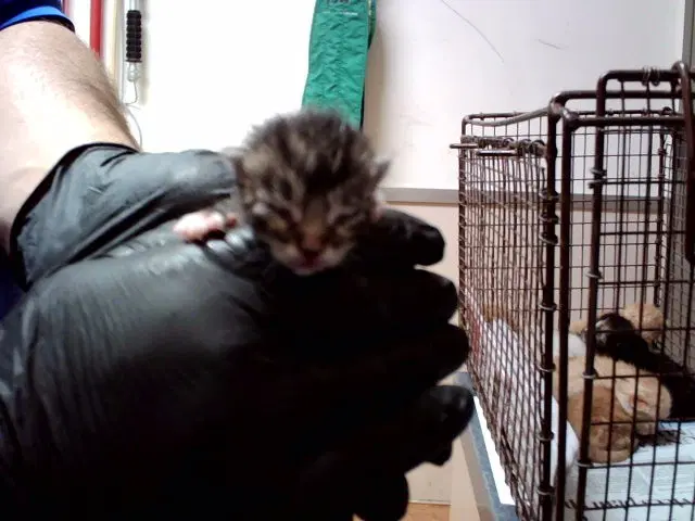 Unknown - Domestic Short Hair
