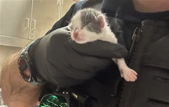 Unknown - Domestic Short Hair