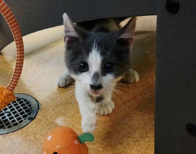 Unknown - Domestic Short Hair