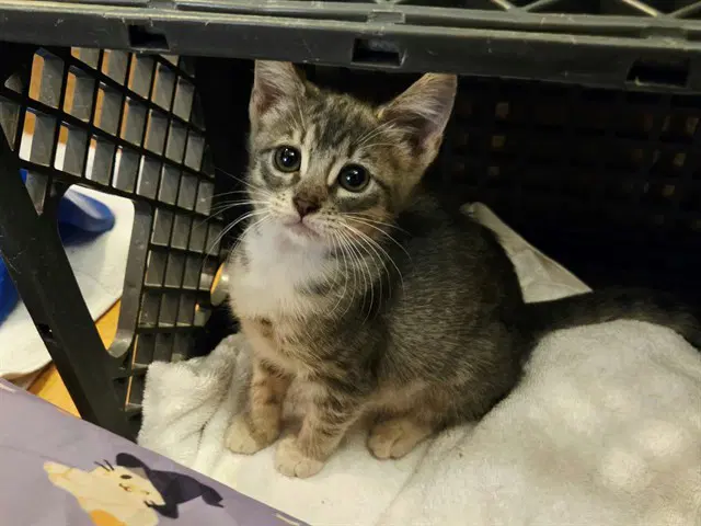 Unknown - Domestic Short Hair