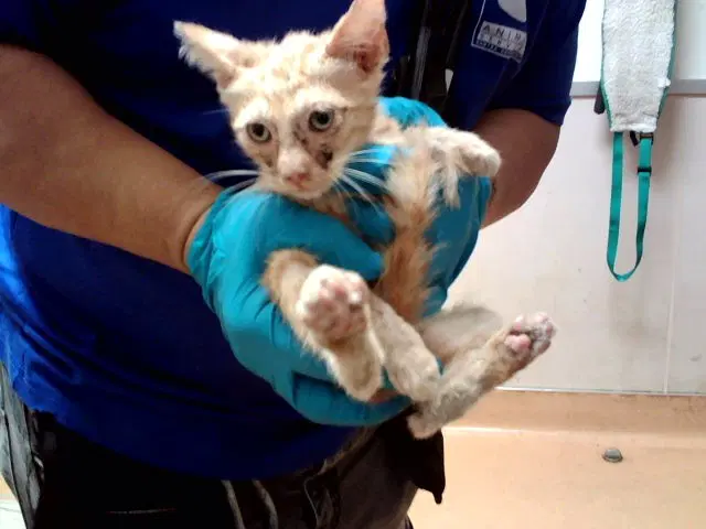 Unknown - Domestic Short Hair