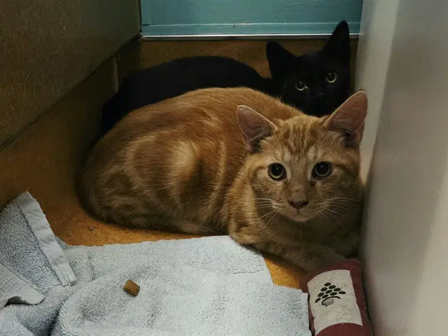 Unknown - Domestic Short Hair