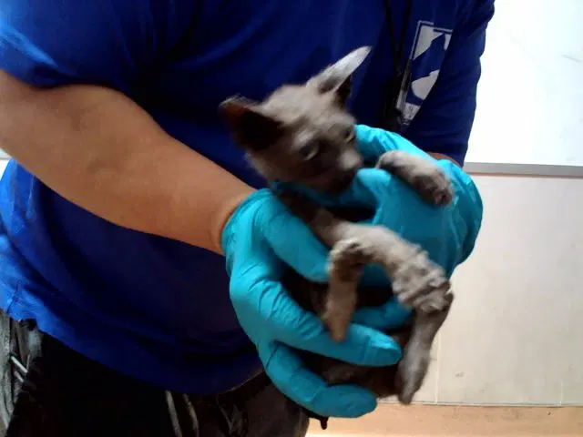 Unknown - Domestic Short Hair