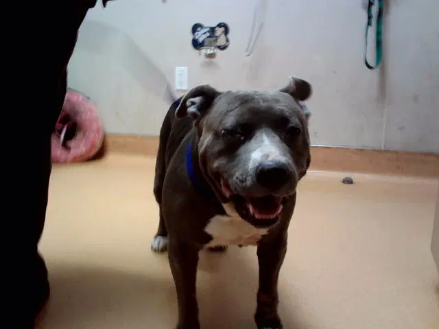 Cali Baby - Pit Bull Terrier