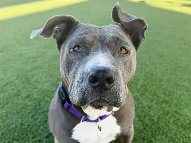 Cali Baby - Pit Bull Terrier