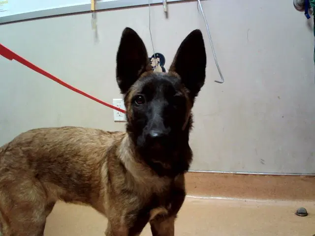 Heidi - Belgian Shepherd Malinois