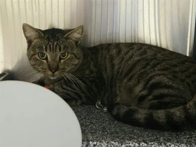 Oliver - Domestic Short Hair